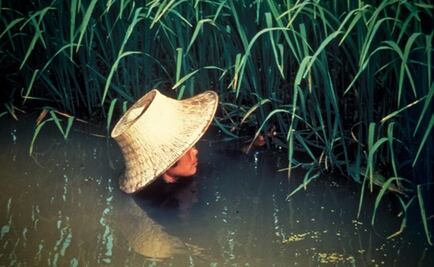 Las plantas de arroz evolucionan para adaptarse a las inundaciones