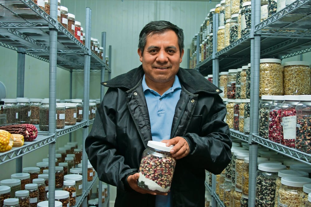 El ingeniero Cecilio Mota, especialista en el estudio de los maíces nativos de México, muestra los granos de tonos morado, rosa y azul característicos del elote occidental. Foto: Eduardo Castañeda