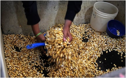 EU solicita consultas T-MEC contra México por maíz transgénico y biotecnológicos