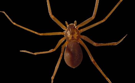 Crean antídoto de laboratorio contra picadura de la araña violinista