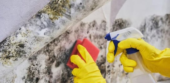 ¿Cómo eliminar el moho del lavadero?; descubre el truco casero para acabar con la humedad