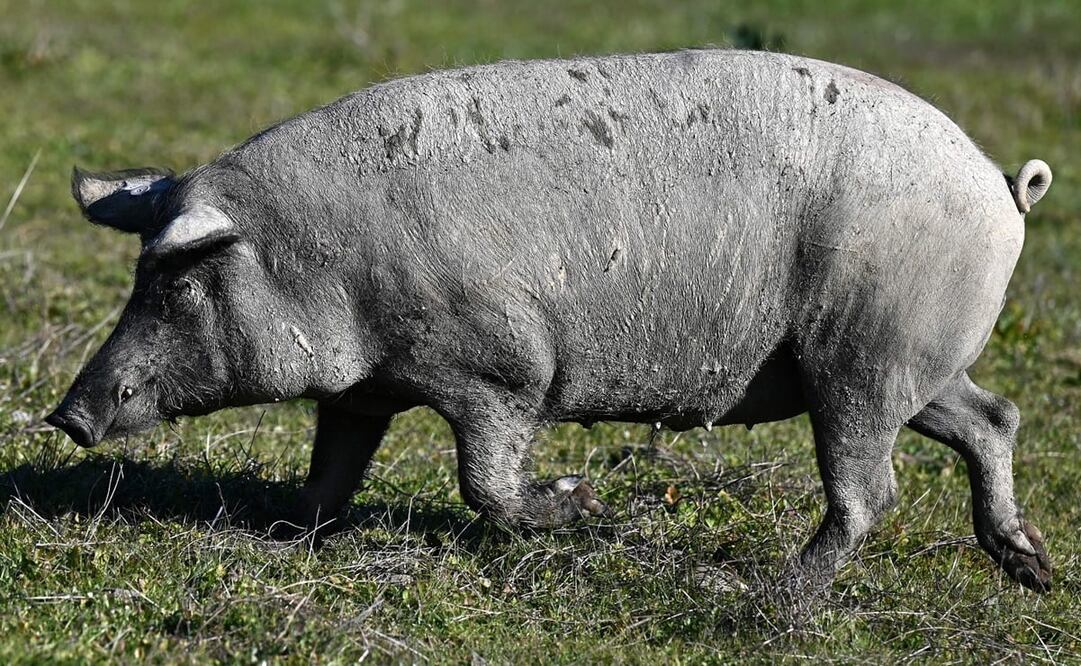 Foto: Gabriel BOUYS / AFP