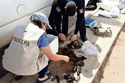 Evitan Profepa y SSP transporte de especie protegida
