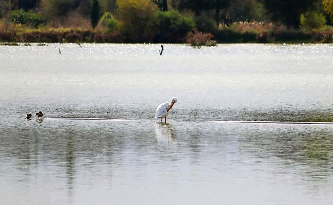 La contaminación del agua en el parque de los Lirios ha provocado que los pelícanos busquen otras opciones de estadía. Foto: Especial