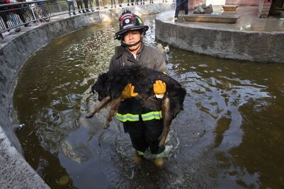 Perros presuntamente se comieron a 28 patos en Toluca