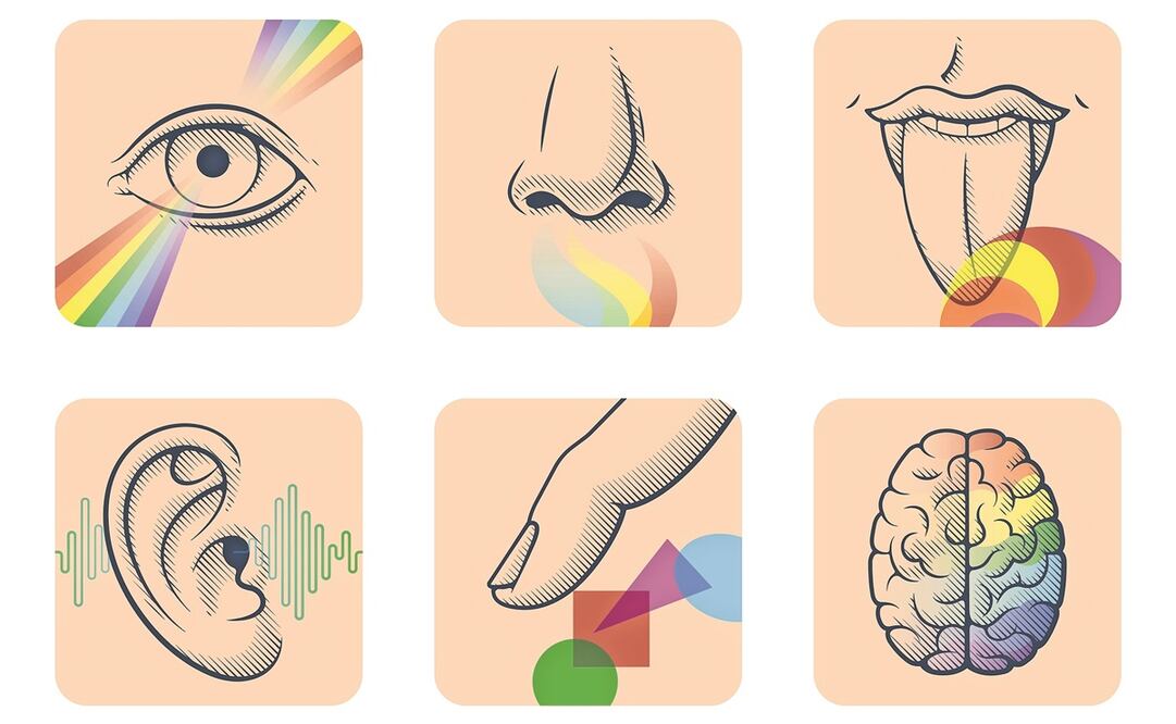 Los sentidos nos permiten obtener información de lo que está a nuestro alrededor, pero también de lo que ocurre dentro de nuestro organismo.