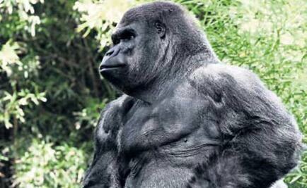 El Foco. La dignidad de la vida animal: el debate llegó