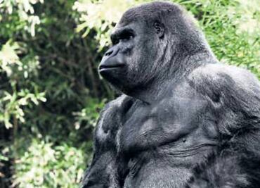 El Foco. La dignidad de la vida animal: el debate llegó