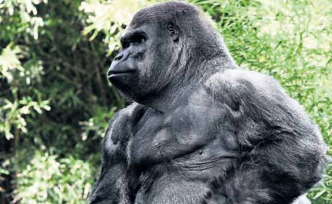 El Foco. La dignidad de la vida animal: el debate llegó