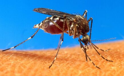 Piden reforzar vigilancia por virus del chikungunya