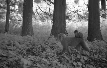 Decenas de especies animales prosperan en los alrededores de Fukushima