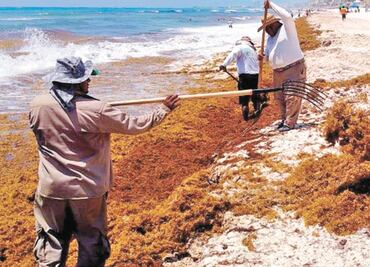 Alertan por gran llegada de sargazo