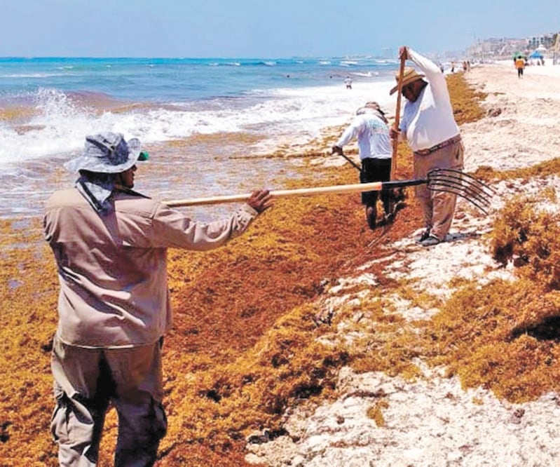 Peligro. El sargazo afectará sobre todo las playas de Solidaridad, Cozumel, Tulum y Othón P. Blanco, informó la Semar. Foto: ARCHIVO EL UNIVERSAL