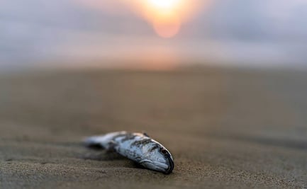 Mueren decenas de miles de peces en Texas por calor y falta de oxígeno