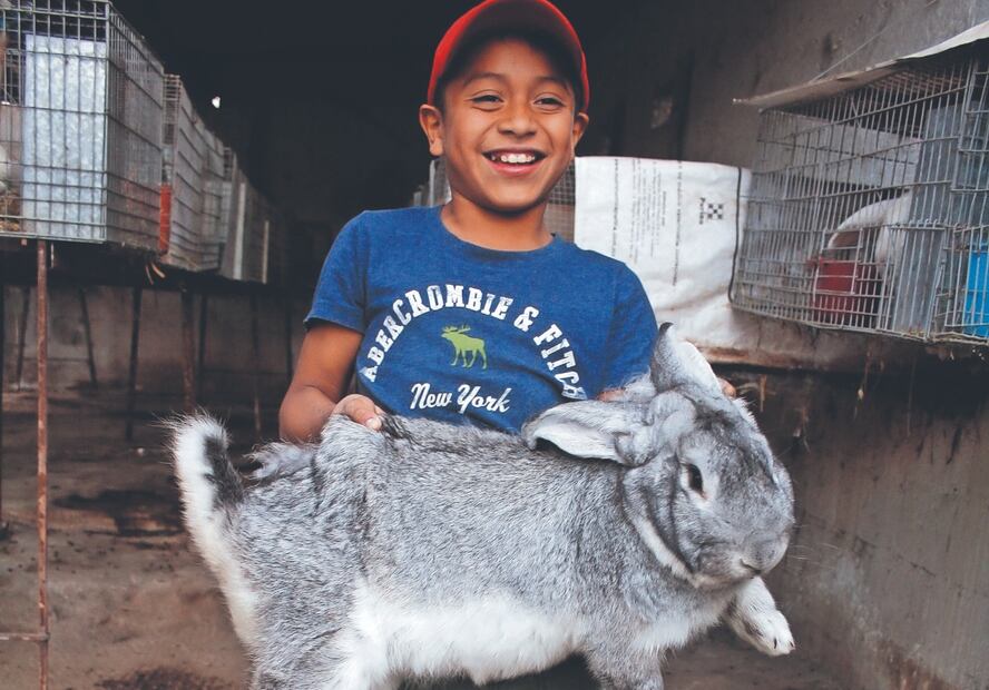 Este conejo alcanza un peso promedio de entre 6 y 10 kilos y es conocido por su pelaje espeso. Foto: de Arturo Contreras. El Universal