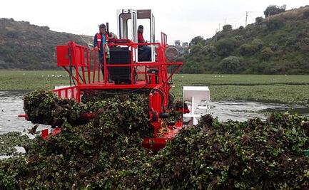 Con cosechadora, retiran 124 toneladas de lirio acuático en presa Madín