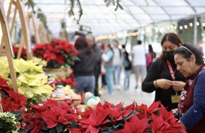 Listo el Festival de Flores de Nochebuena en Paseo de la Reforma; la más cara cuesta 220 pesos 