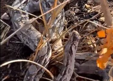 Jóvenes dan agua a sedienta boa en Yucatán