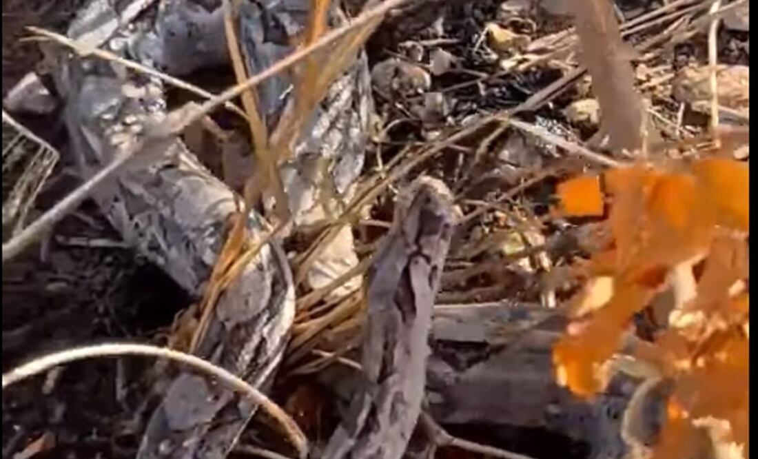 En redes sociales se difundió un video en el cual se observa a unos jóvenes de Yucatán dando agua a una sedienta boa. Foto: especial