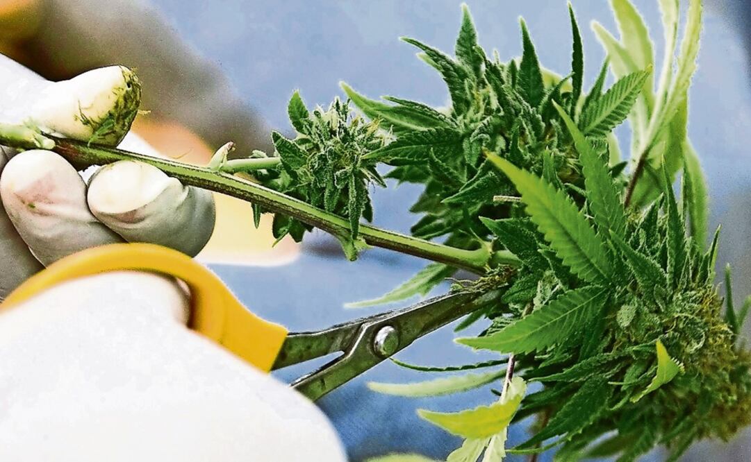 Mexico's Supreme Court ruled that medicinal marijuana was legal in Mexico - Photo: Peter Dasilva/EFE