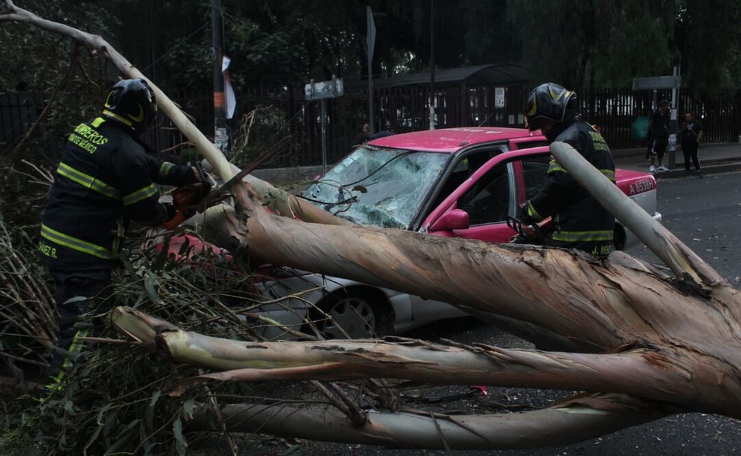 Cae árbol sobre un vehículo por fuertes vientos. Foto: Francisco Rodríguez / EL UNIVERSAL