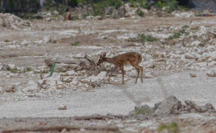 VIDEO: Captan a ciervo en construcción del Tren Maya: “destruimos para crear”