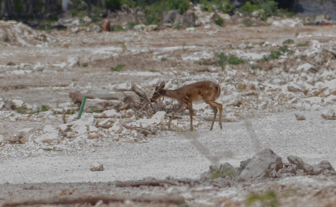 El video fue difundido por MVZ Leonor Vázquez Rivera. / Foto: Veterinaria Asilvestrada