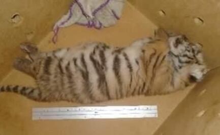 Aseguran cachorro de tigre de bengala en Quintana Roo; agentes de la SSP hallan al felino en retén
