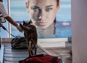 Perritos vigilantes y Senasica refuerzan vigilancia por vacaciones de verano; buscan proteger contra plagas extranjeras