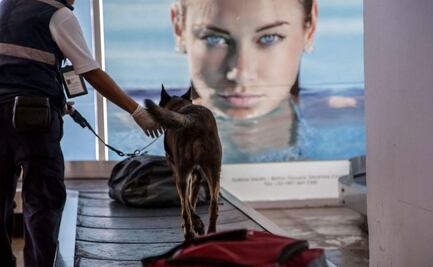 Perritos vigilantes y Senasica refuerzan vigilancia por vacaciones de verano; buscan proteger contra plagas extranjeras