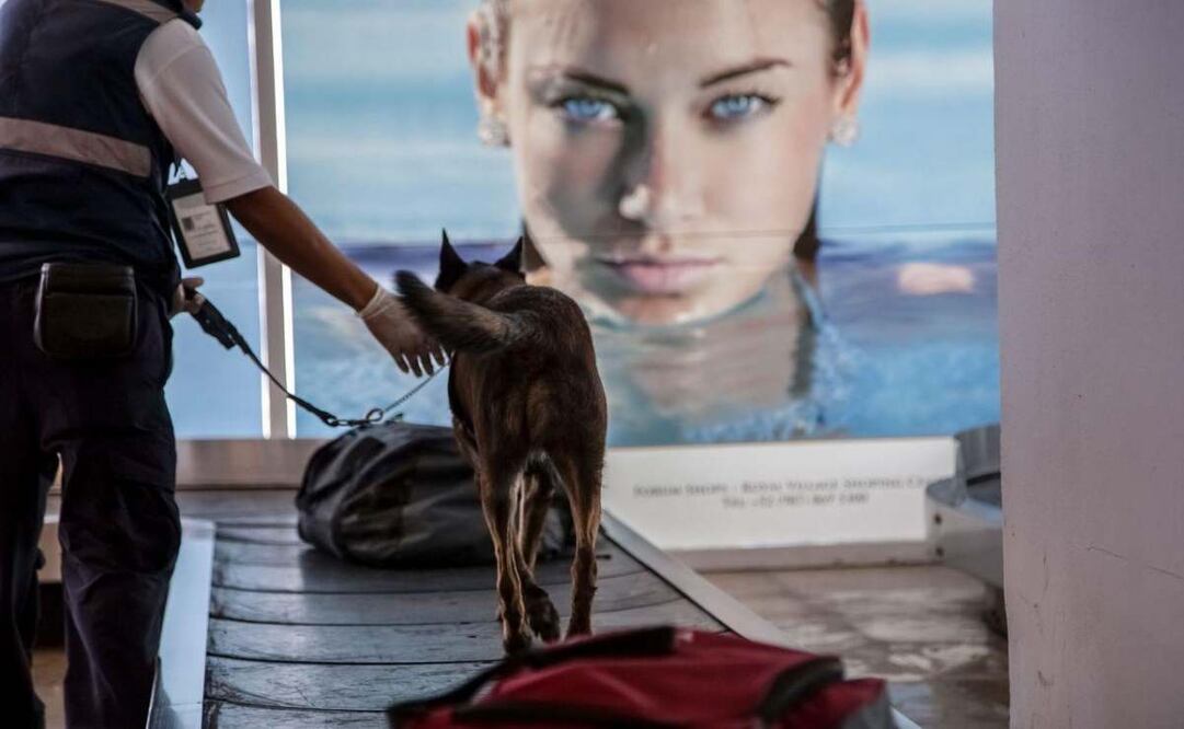 Canino inspecciona equipajes en punto de entrada a México. Foto: Especial