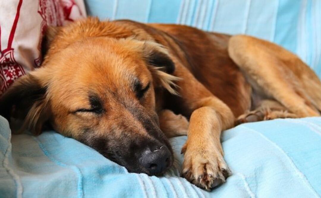 Sigue estos consejos para saber cómo afrontar las pesadillas de los perros. / Fuente: Freepik.