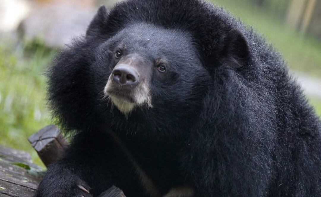 The viral videos show women stayed calm while other people tried to scare the bear away - Photo: File photo
