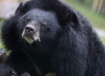 Videos show over-friendly black bear approaching people in Nuevo León, Mexico
