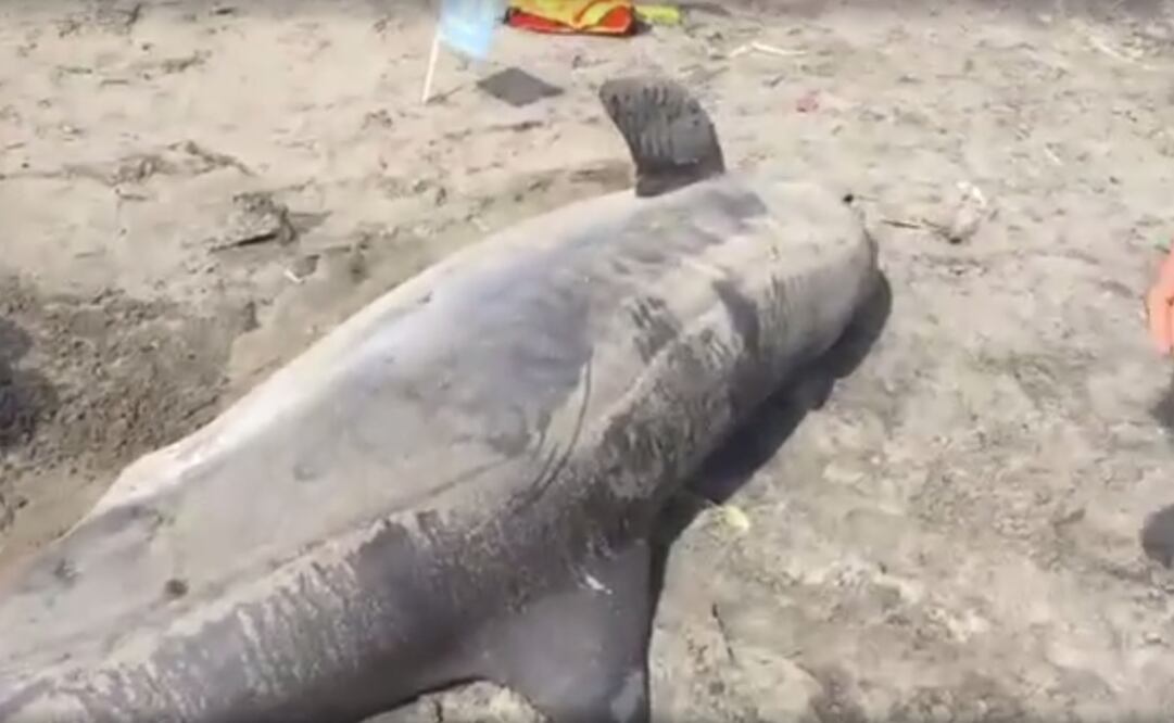 (Foto: captura de video)