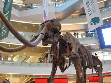 ¿Por qué la mayoría de fósiles de mamuts son de machos?