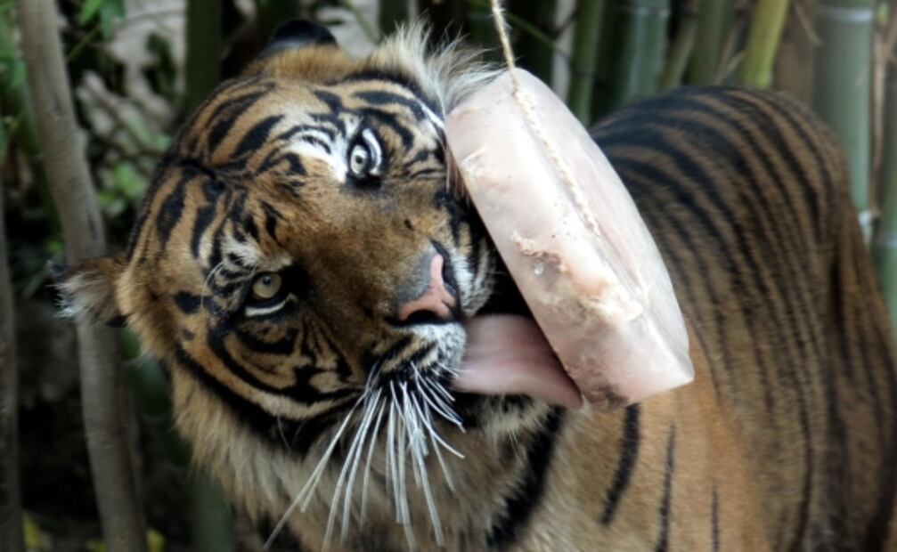 Zoológico de Roma reparte helados de carne y sangre a los animales ante plena ola de calor