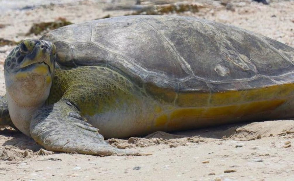 La suma de voluntades fue un factor indispensable para la curación de la tortuga marina. | Foto: Especial.