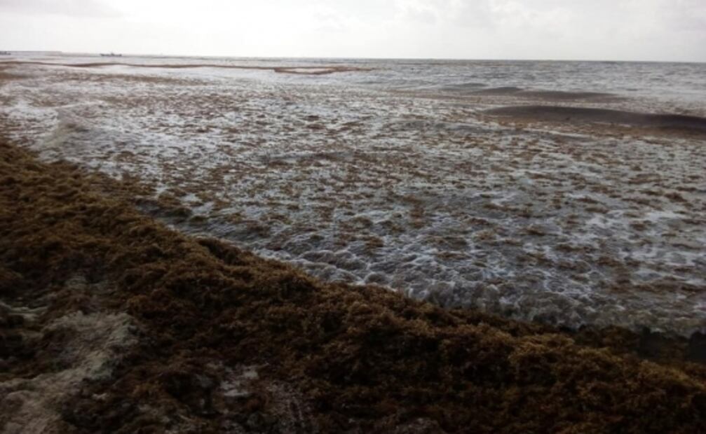 13 cosas que sabemos del sargazo en las playas de Quintana Roo