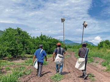 Productores y empacadores de limón en Buenavista, Michoacán, paran actividades tras asesinato de empresario