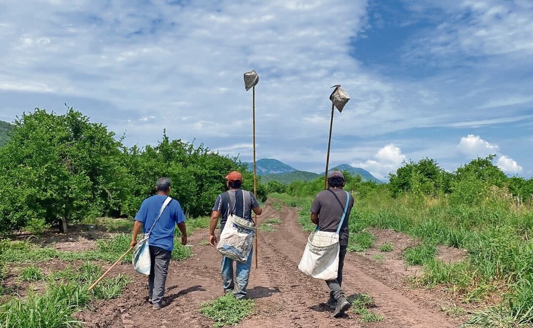 Hoy se cumplen tres días de que productores, empacadores, comercializadores e industriales decidieron parar las actividades del limón en dos municipios de Tierra Calie Foto: Carlos Arrieta / EL UNIVERSAL