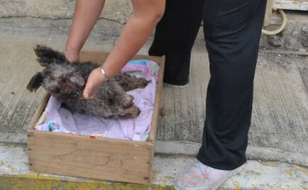 Denuncian muerte de perro a pedradas
