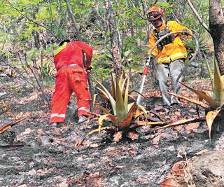 Incendios forestales arrasan 90 hectáreas de Nuevo León