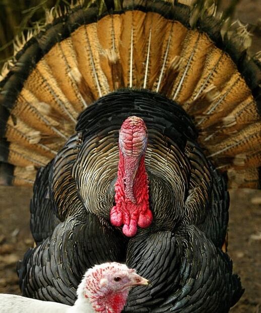 ¿Por qué se come pavo en Thanksgiving?