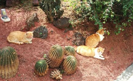 Los gatos seguirán habitando Palacio Nacional: Presidencia