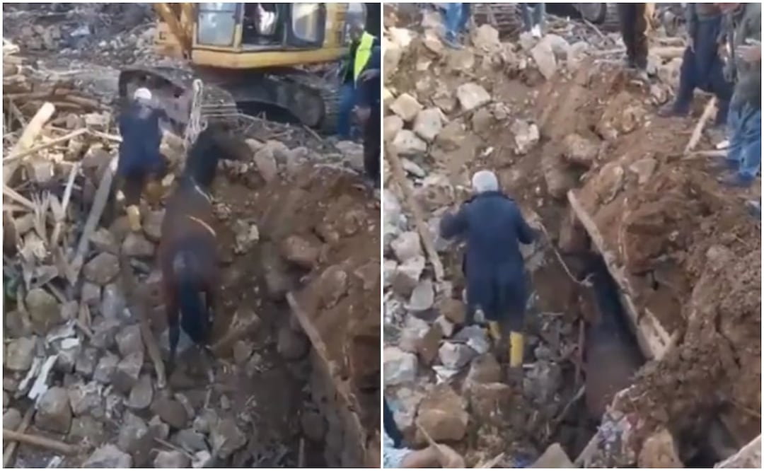 Un caballo que fue encontrado bajo los escombros en la ciudad de Adiyaman. Foto: Tomada del video