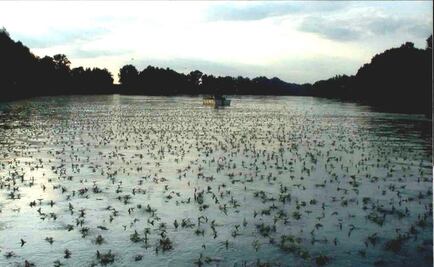 El juego amoroso de los insectos embellece el río Tisa