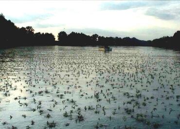 El juego amoroso de los insectos embellece el río Tisa