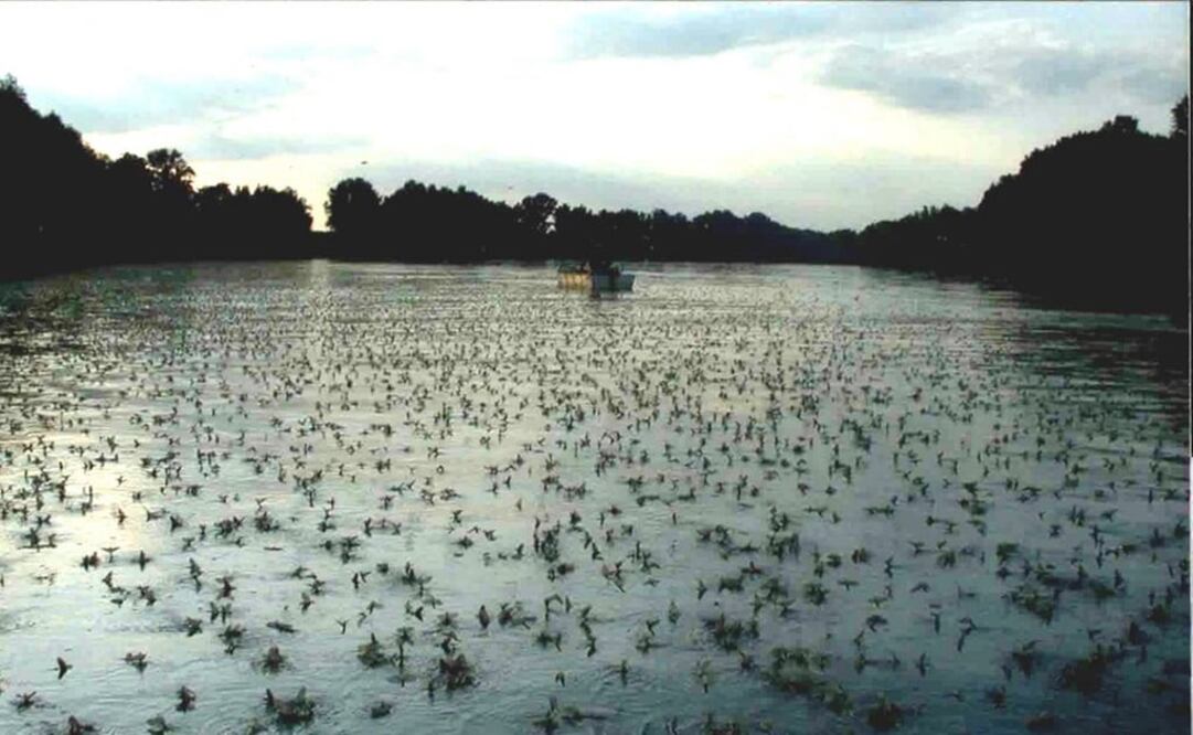 El fenómeno que se produce a mediados de junio se puede observar a la altura de la ciudad serbia de Kanjiza, FOTO: Especial