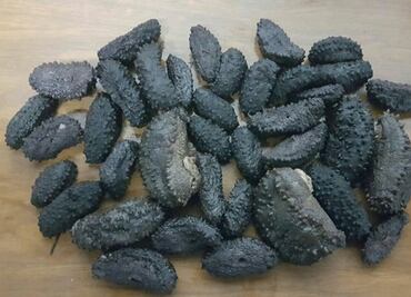 Aseguran 41 kilos de pepino de mar en Guaymas, Sonora